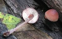 Mycena haematopus image