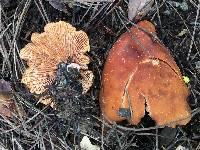 Lactarius rubidus image