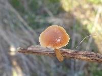 Tubaria furfuracea image