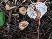 Gymnopus brassicolens var. brassicolens image