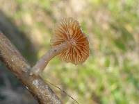 Tubaria furfuracea image