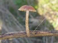 Tubaria furfuracea image