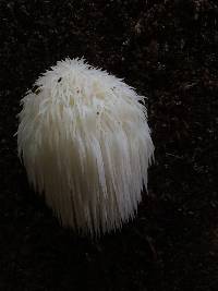 Hericium erinaceus image