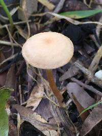 Tubaria furfuracea image