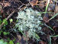 Usnea intermedia image