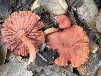 Laccaria laccata image