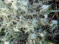 Usnea intermedia image