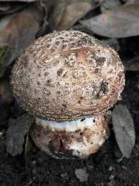 Amanita novinupta image