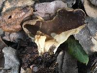 Helvella acetabulum image