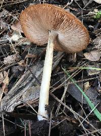 Pluteus cervinus image