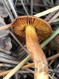 Cortinarius thiersii image