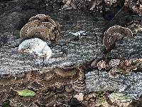Trametes versicolor image