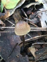 Mycena leptocephala image