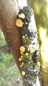 Favolaschia calocera image