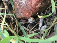 Morchella rufobrunnea image