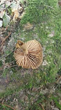 Volvariella gloiocephala image