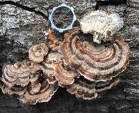 Trametes versicolor image