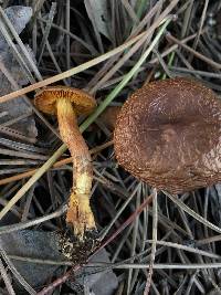 Cortinarius thiersii image