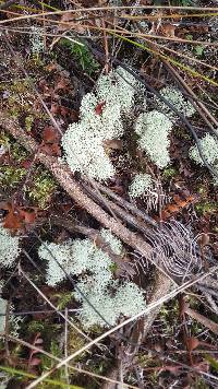 Cladonia confusa image