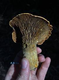 Omphalotus olivascens image