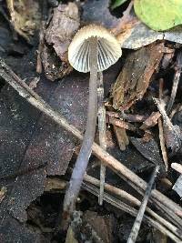 Mycena leptocephala image