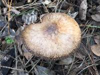 Pluteus cervinus image