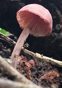 Mycena haematopus image