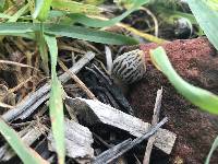 Morchella rufobrunnea image