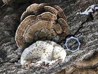 Trametes versicolor image