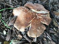 Leucopaxillus gentianeus image