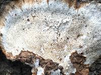 Trametes versicolor image