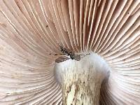 Pluteus cervinus image