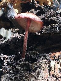 Mycena haematopus image