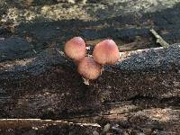 Mycena haematopus image