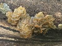 Tremella foliacea image