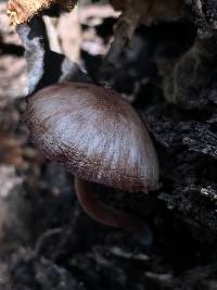 Mycena haematopus image