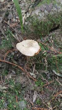 Volvariella gloiocephala image