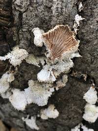 Schizophyllum commune image