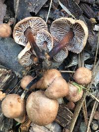 Gymnopus brassicolens var. brassicolens image