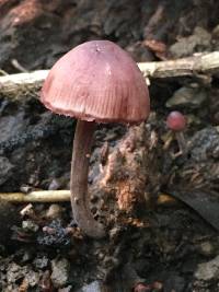 Mycena haematopus image