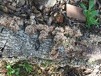 Trametes versicolor image