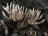 Aphelaria tuberosa image