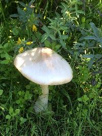 Volvariella gloiocephala image