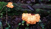 Laetiporus sulphureus image