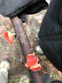 Sarcoscypha coccinea image