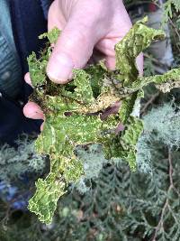 Lobaria pulmonaria image