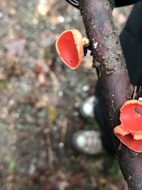 Sarcoscypha coccinea image