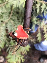 Sarcoscypha coccinea image