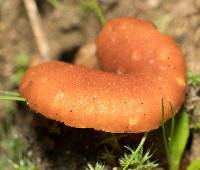 Laccaria laccata image