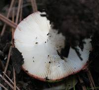 Russula cremoricolor image